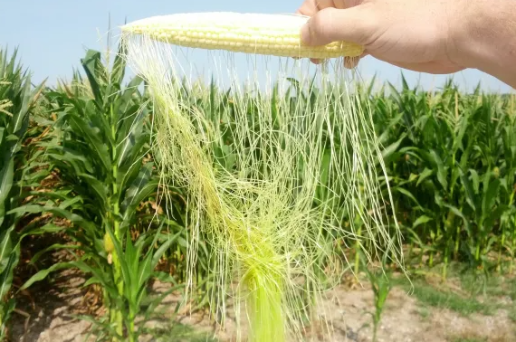 What nutrients are in corn silk.png